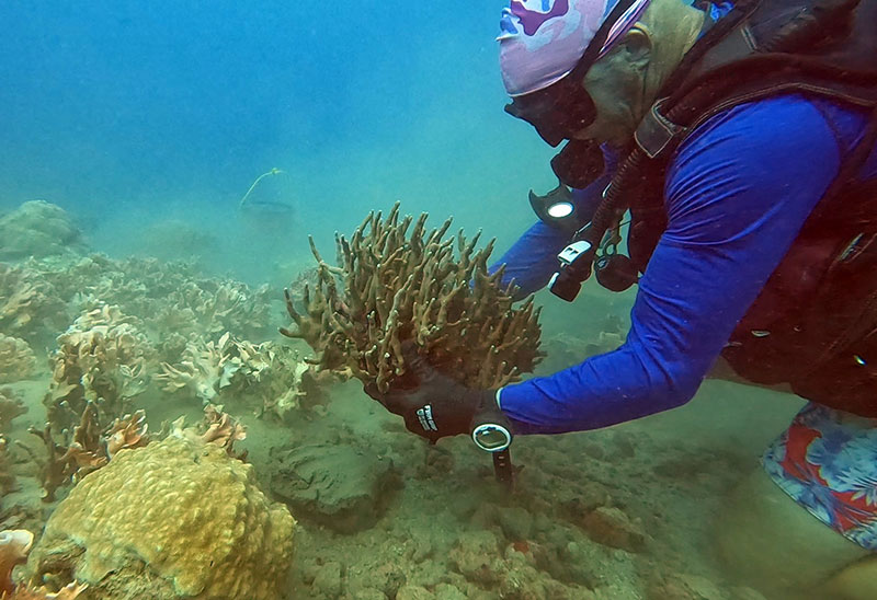 Image 3 P cylindrica 2