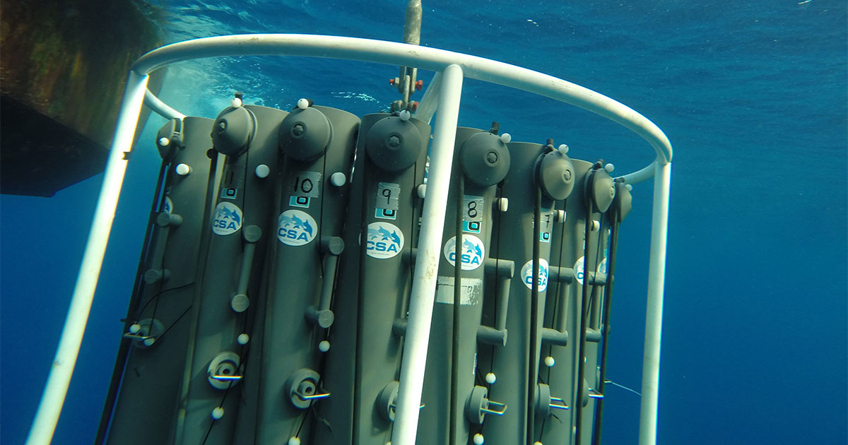 G0043141 rosette perspective